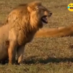 Lion Laughing Meme Template | Comedy | Funny | 4K Quality