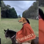 😂 Dog Riding On Horse In Cowboy Costume On Fein Song | Funny Meme | 4K Quality Video