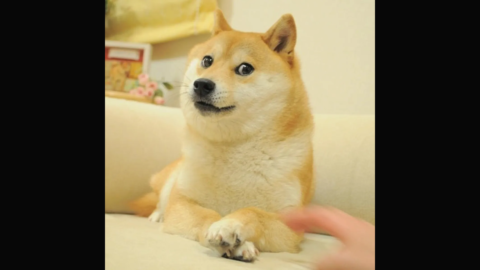 Shiba Include Doge